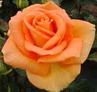 Realistic Orange Rose